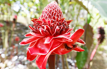 The Torch ginger flower, seen in Martinique, French West Indies.
