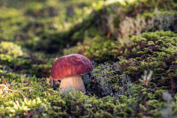 Single mushroom Boletus pinophilus, commonly known as the pine bolete or pinewood king bolete growing in the forest among green moss at sunny day