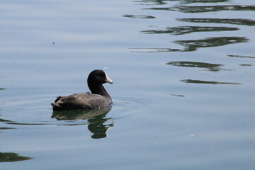 Duck in  Pond