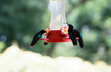 The Humming birds , colibris seen on Martinique island.