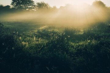 morning mist in the field