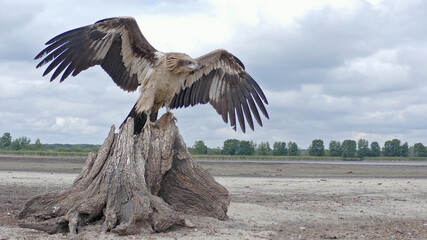 Fototapeta na wymiar Pallas's fish eagle. Bird of prey. Haliaeetus leucoryphus