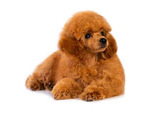 red-haired little toy poodle on a white background