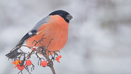 Eurasian bullfinch. Bird in winter. Red male on the white background. Pyrrhula pyrrhula
