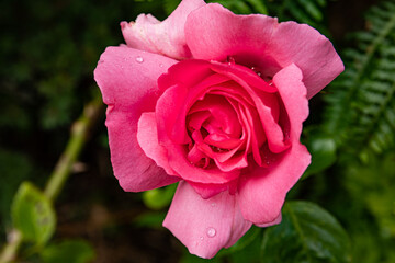 Rose close-up with blurred background