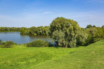 River landscape with bright green trees on a sunny summer day