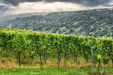 Grapevine creepers on a vineyard at Weinstadt, near Stuttgart, Baden-Württemberg