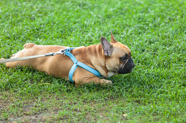 Fototapeta premium Funny french puppy bulldog outside. Adorable orange bulldog in blue harness in the park on the grass.