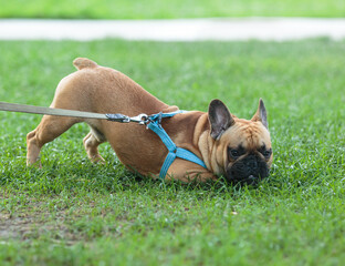 Funny french puppy bulldog outside. Adorable orange bulldog  in blue harness in the park on the grass.