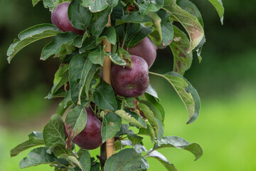 Close-up of purple apples on a pillar apple tree