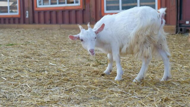 A small elite goat walks around the farm, eats straw and scratches behind its ear. In the background is the facade of the farm