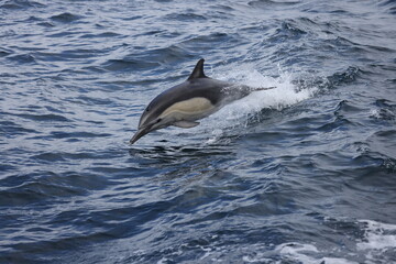 Obraz premium Common Dolphin jumping, dolphin out the water