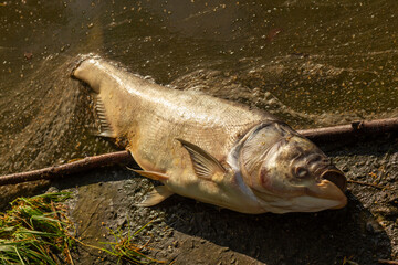 Dead rotten fish on shore of polluted lake.