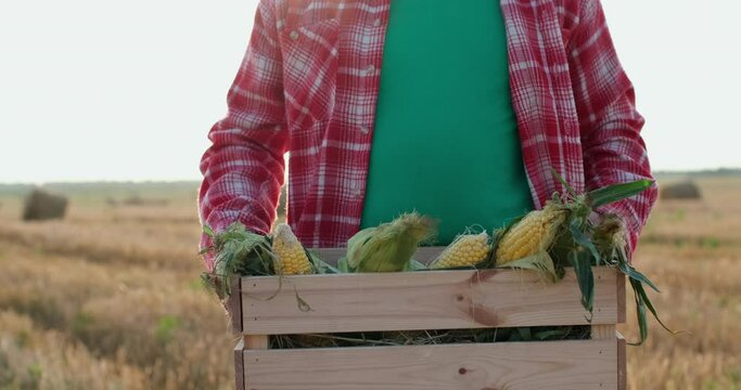 Farmer in red shirt turns around carrying wooden box with ripe corn cobs and stands in field with haystacks closeup slow motion