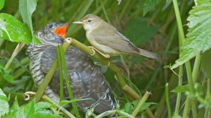 Chick of common cuckoo and marsh warbler. bird, Cuculus canorus