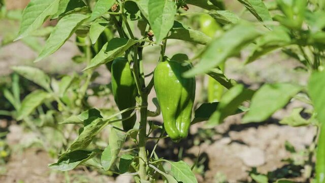 Green peppers hanging on plant