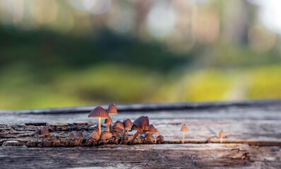 Group of small brown Mycena mushrooms growing on old wood