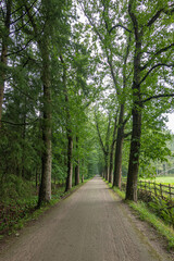 Fototapeta na wymiar Genk, Belgium - August 11, 2021: Domein Bokrijk. Brown dirt country road is beautiful straight endless lane with tall green trees on both sides. Pasture on right side.