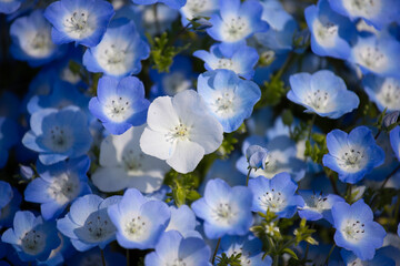 白い花のネモフィラ（日本）
