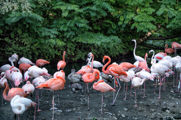 A flock of red, pink, white flamingoes.