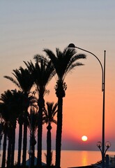 Sunrise, sea, palm trees in Cyprus