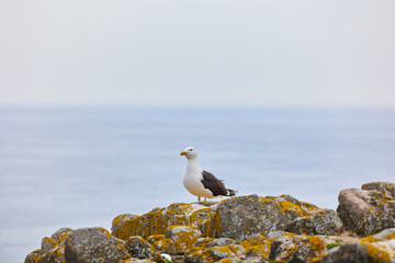 seagull on a rock with an ocean background with copy space for advertising