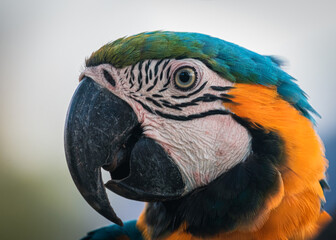 Arara canindé na Chapada das Mesas