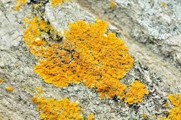 Detalle de liquen amarillo en la corteza de un tronco de árbol