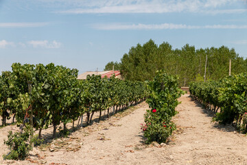 Fototapeta na wymiar Vineyards in the fields of Roa de Duero, in the Ribera del Duero, Castilla y León, Spain