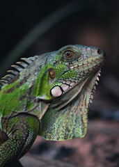 Iguana de olho na foto no Jalapão