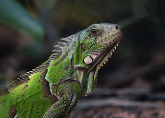 Iguana de olho na foto no Jalapão