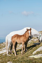 Fototapeta premium horses on top of the mountain grazing at dawn