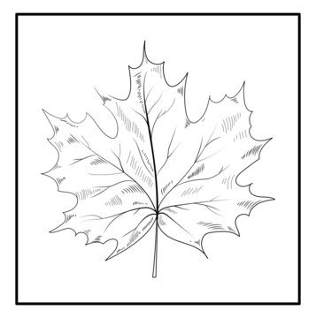 Realistic maple leaf line drawing, Maple Leaf, maple autumn drawing leaf. Isolated object. Hand drawn detailed botanical illustration.