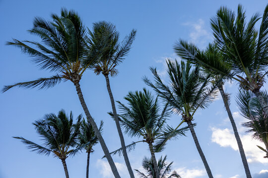 Palm trees with blue sky. Summer nature scene. Palm tree green branches tropic ecology concept,. Wallpaper pattern