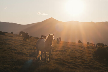 
horses on top of the mountain grazing at dawn
