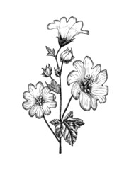 Althaea Botanical plant illustration. Vintage herbaceous perennial herbs. Hand drawn floral bouquets and wildflowers and grass in sketch style. Flowers isolated on white background.