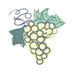  A quick vector sketch of a bunch of white grapes of table and wine varieties. Isolated on a white background.
