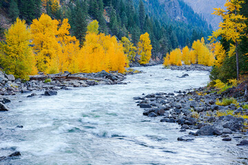 Wenatchee River rolling throught the tree lined Tumwater Canyon in fall