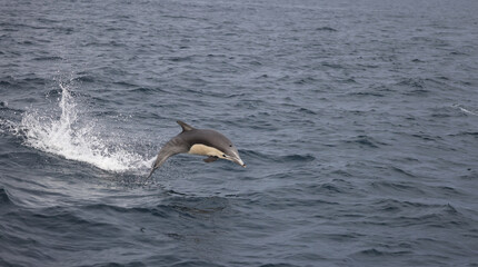 Fototapeta premium dolphin jumping in the water
