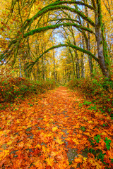 Naklejka premium Path through the woods covered in fallen fall leaves in golden colors
