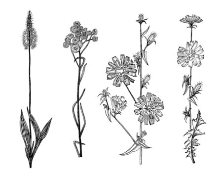 Cichorium or Chicory or endive. Plantago or Helichrysum arenarium or dwarf everlast or immortelle. Dandelion or sunflower family. Botanical plant illustration. Hand drawn floral in sketch style. 
