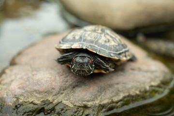 One turtle sits on a square in the park.