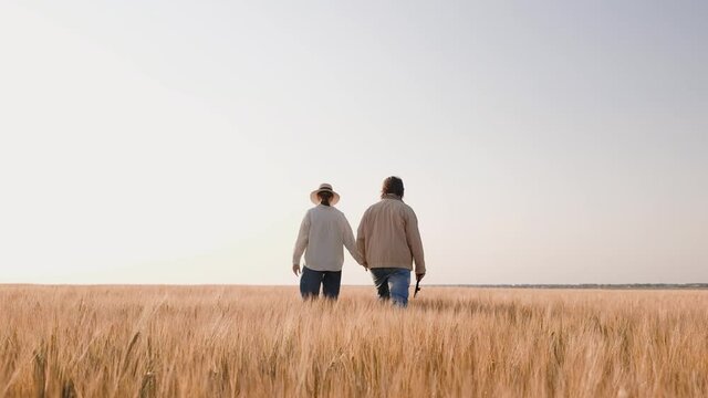 Young farmers examing planted wheat in the fields. Family business. Teamwork in agribusiness.