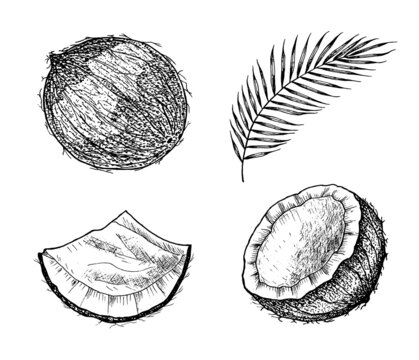 Coconut and palm leaf. A piece and a half of a nut. Vintage style. Tropical food illustration