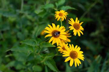 Yellow flowers in the garden. Plants on the street.