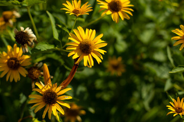 Yellow flowers in the garden. Plants on the street.