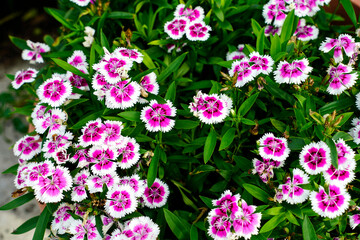pink flowers in garden