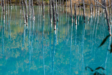 Fototapeta na wymiar 黄葉の木々を映す秋の青い池　美瑛町 