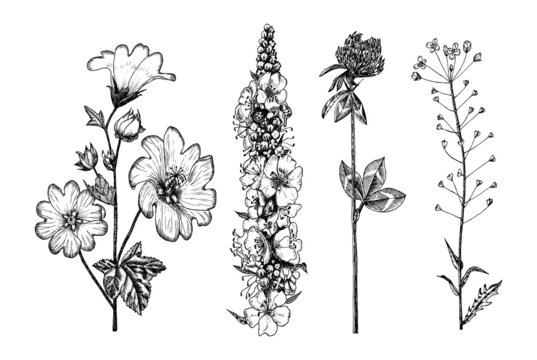 Althaea and Clover or trefoil and Capsella and Mullein or verbascum. Botanical plant illustration. Vintage herbaceous perennial herbs. Hand drawn floral bouquets and wildflowers in sketch style.