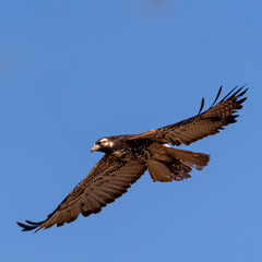 Obraz premium eagle in flight